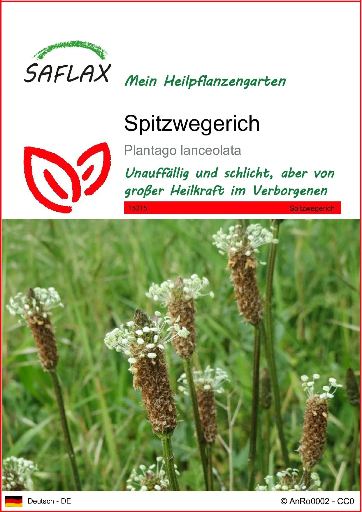 SAFLAX Samen Spitzwegerich Blumensamen Plantago lanceolata