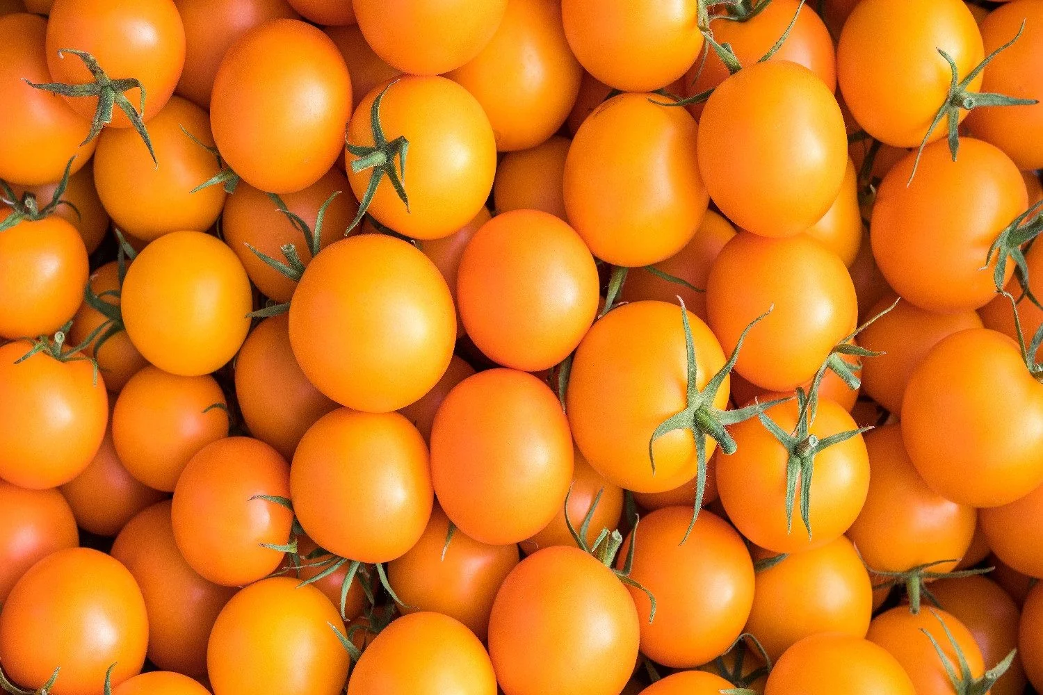 SAFLAX Bio Tomatensamen Golden Queen