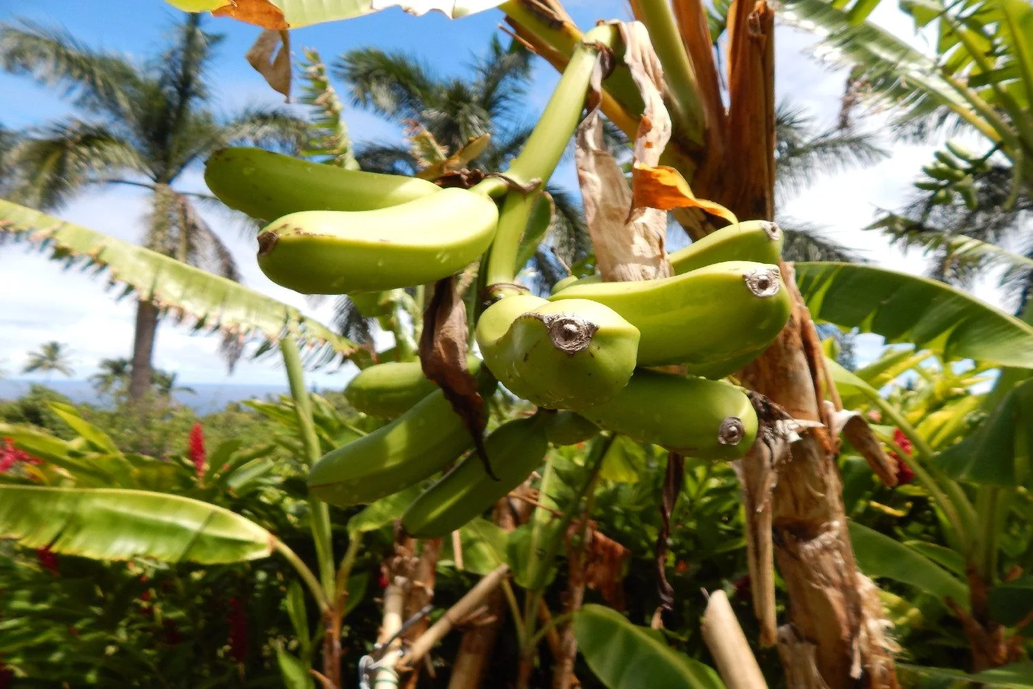 SAFLAX Samen Große Essbanane Musa Bananenpflanze