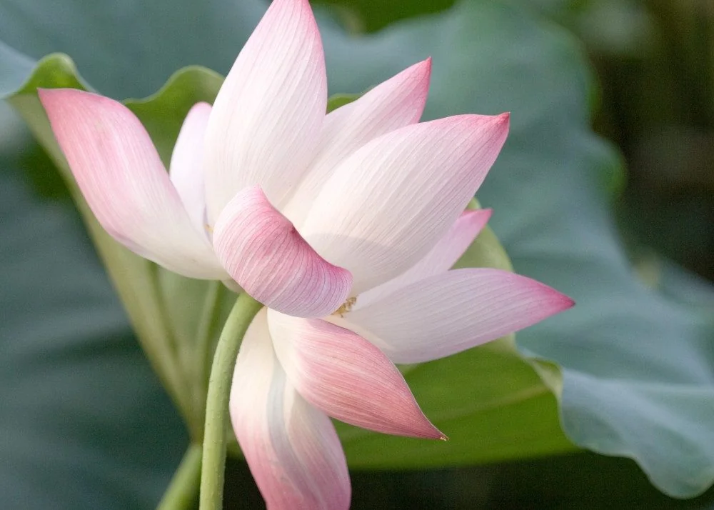 SAFLAX Blumensamen Indische Lotusblume