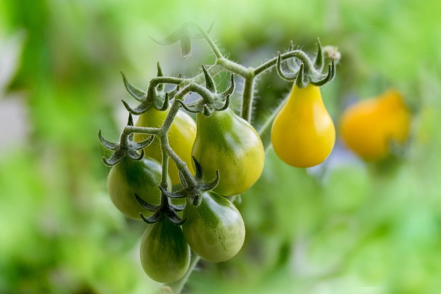 SAFLAX Bio Tomatensamen Yellow Submarine