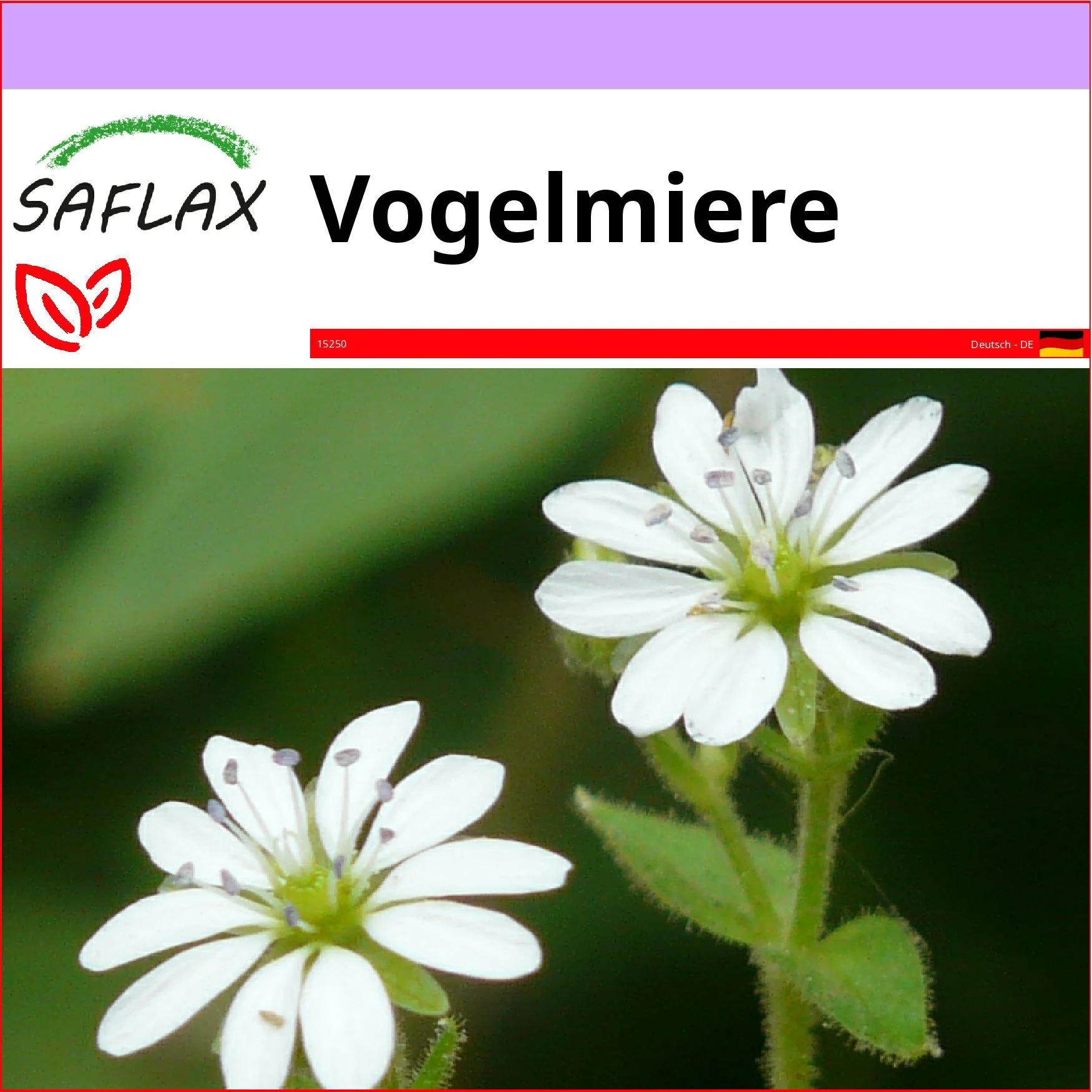 SAFLAX Vogelmiere Blumensamen