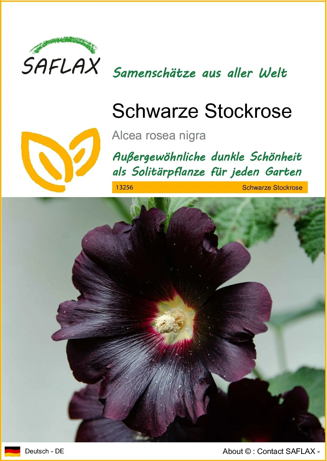 SAFLAX Schwarze Stockrose Samen Blumensamen
