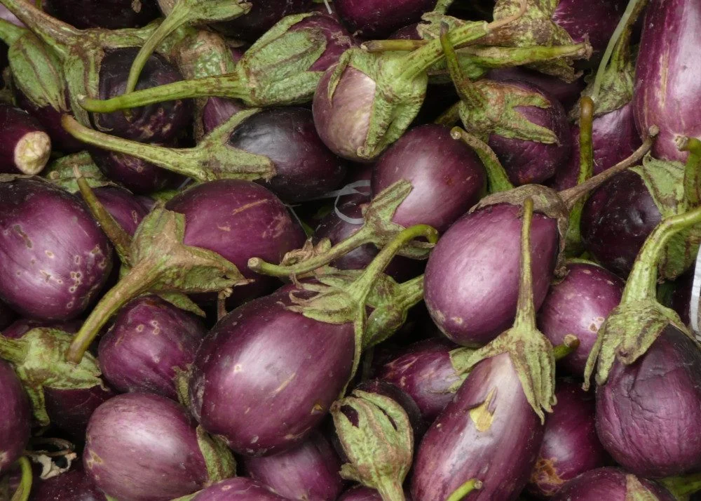 SAFLAX Eierbaum Gemüsesamen Solanum ovigerum