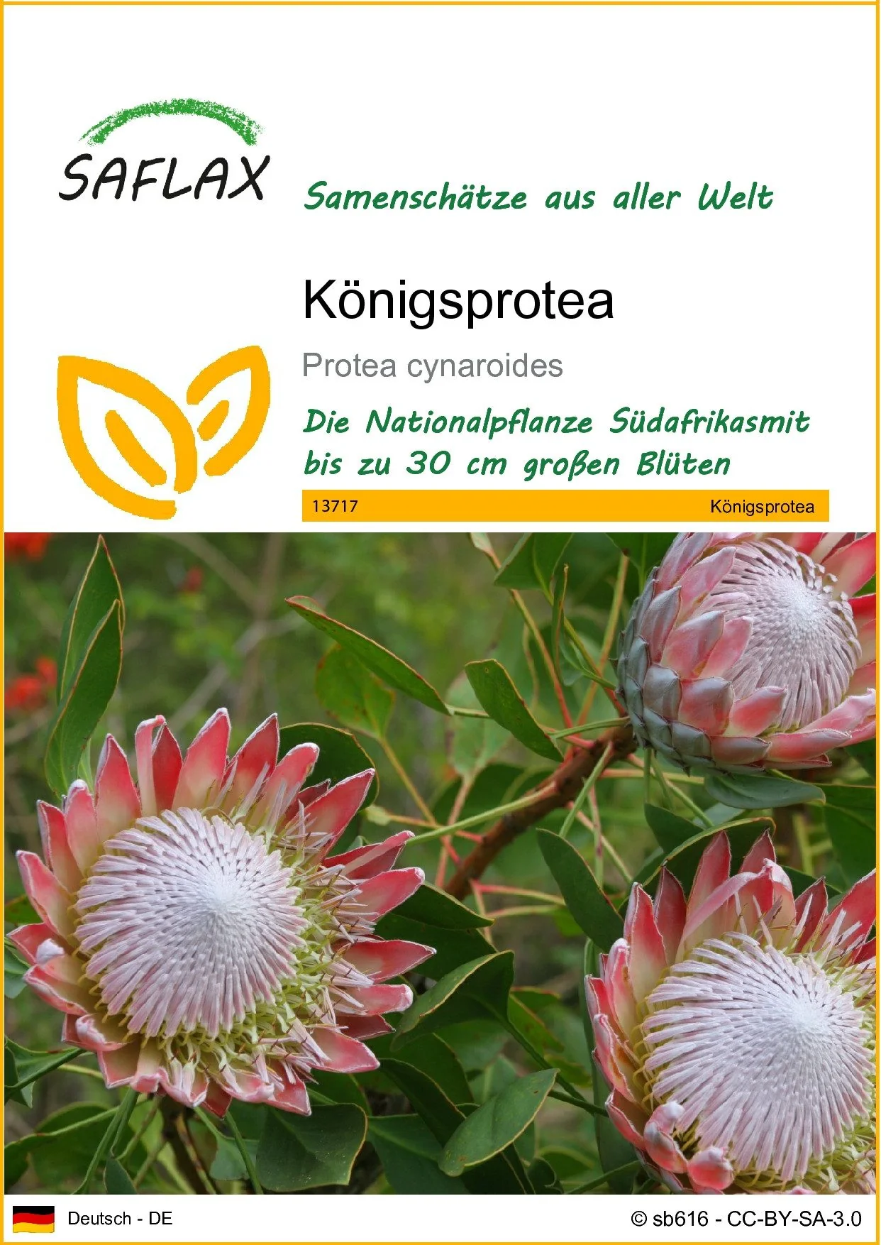 SAFLAX Blumensamen Königsprotea Protea cynaroides