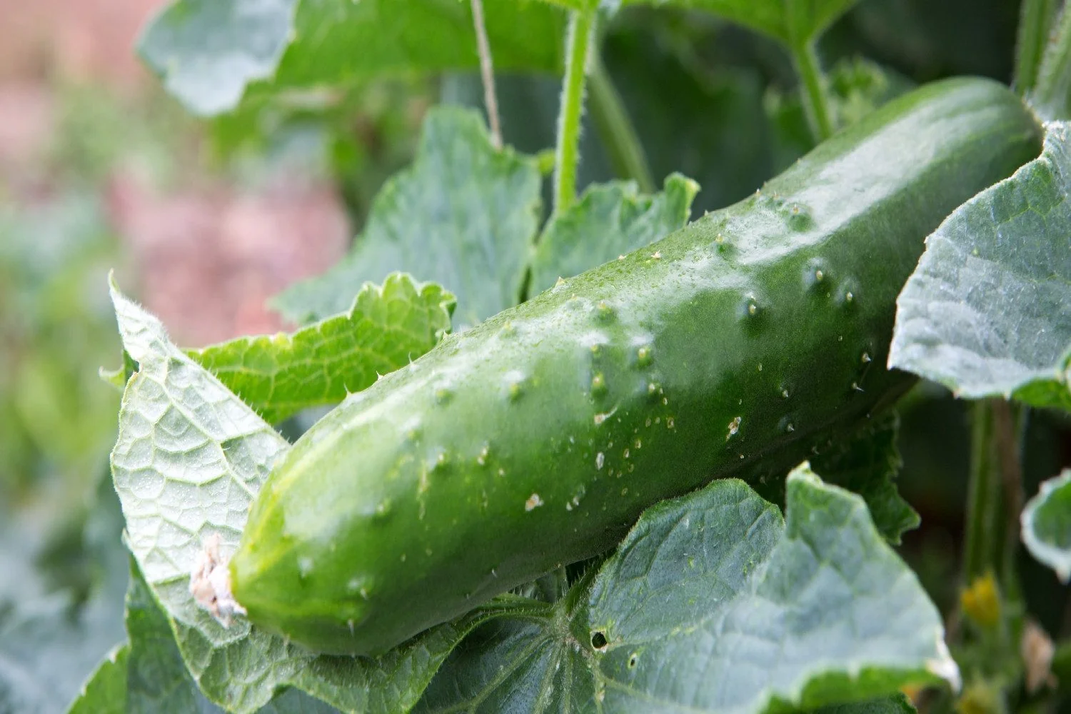 SAFLAX Bio Gurke Marketmore Gemüsesamen