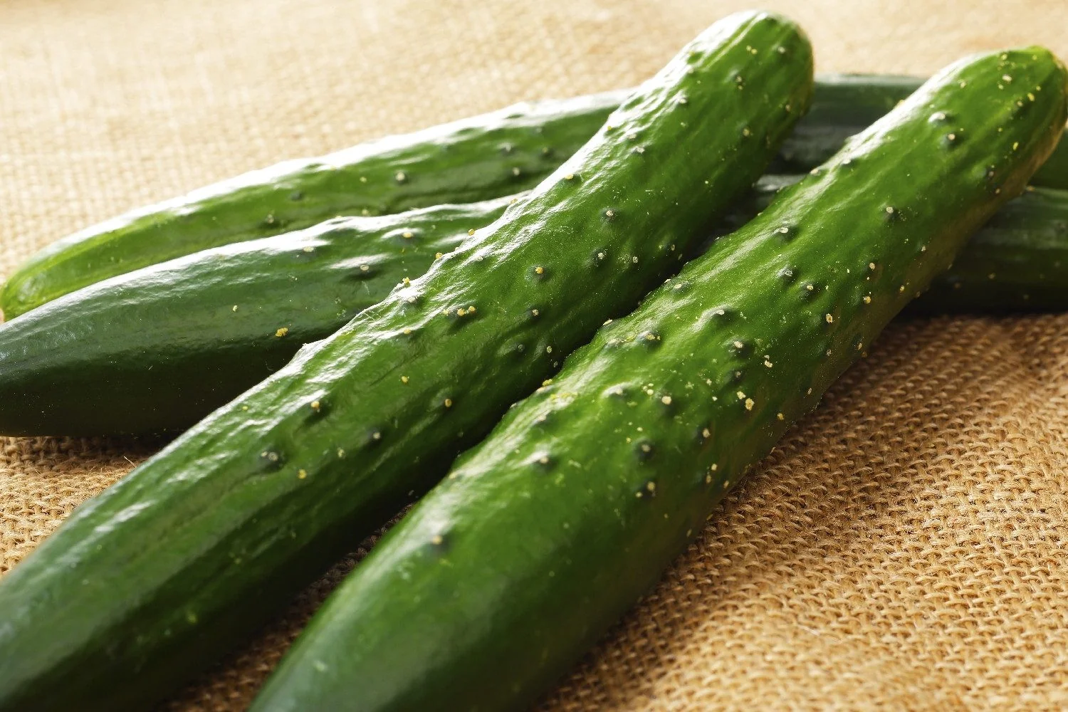 SAFLAX Bio Gurke Marketmore Gemüsesamen