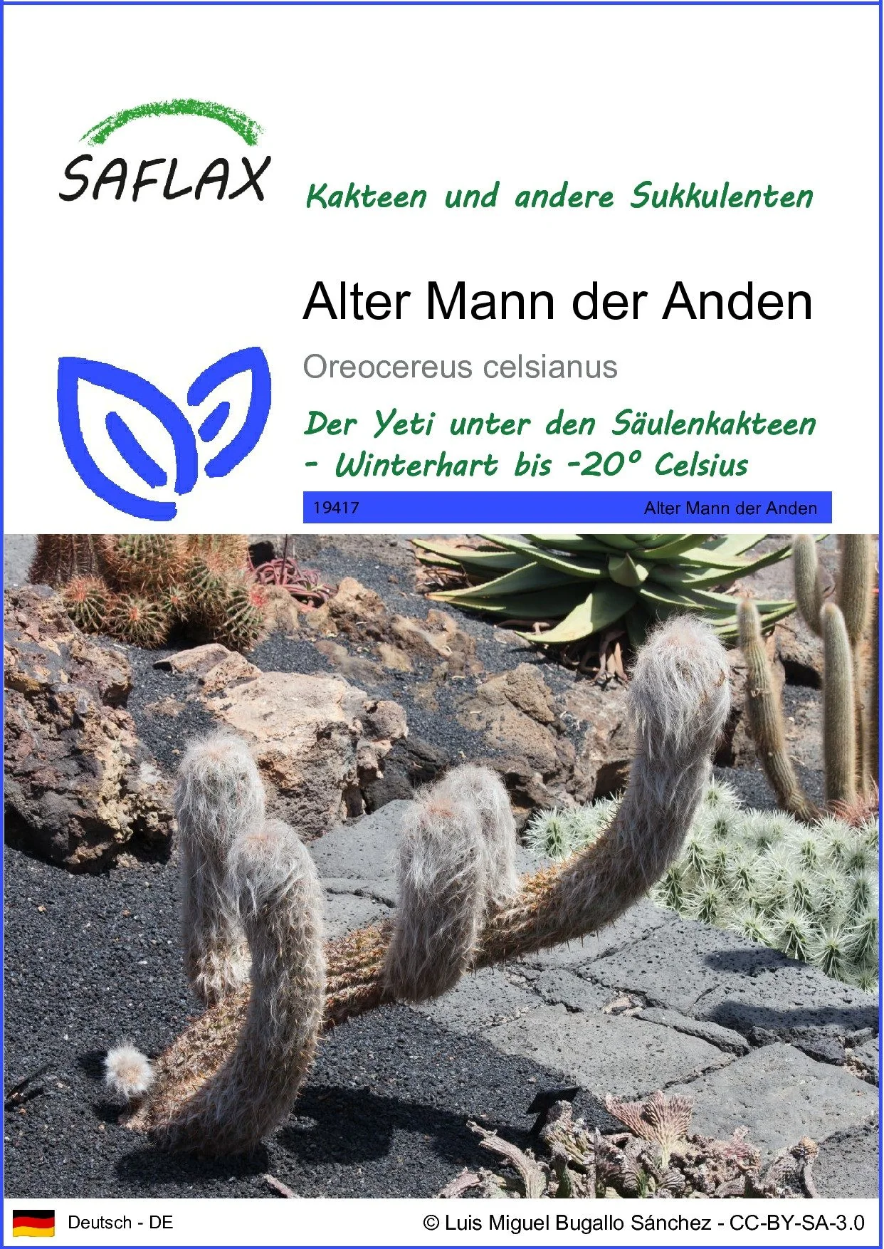 SAFLAX Blumensamen Alter Mann der Anden