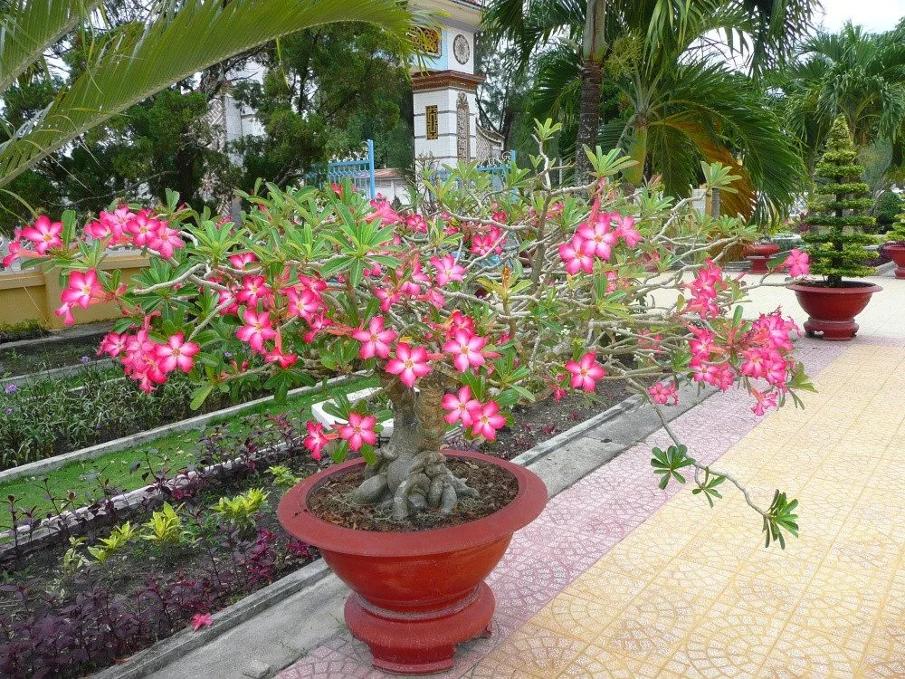 SAFLAX Blumensamen Wüstenrose Adenium obesum