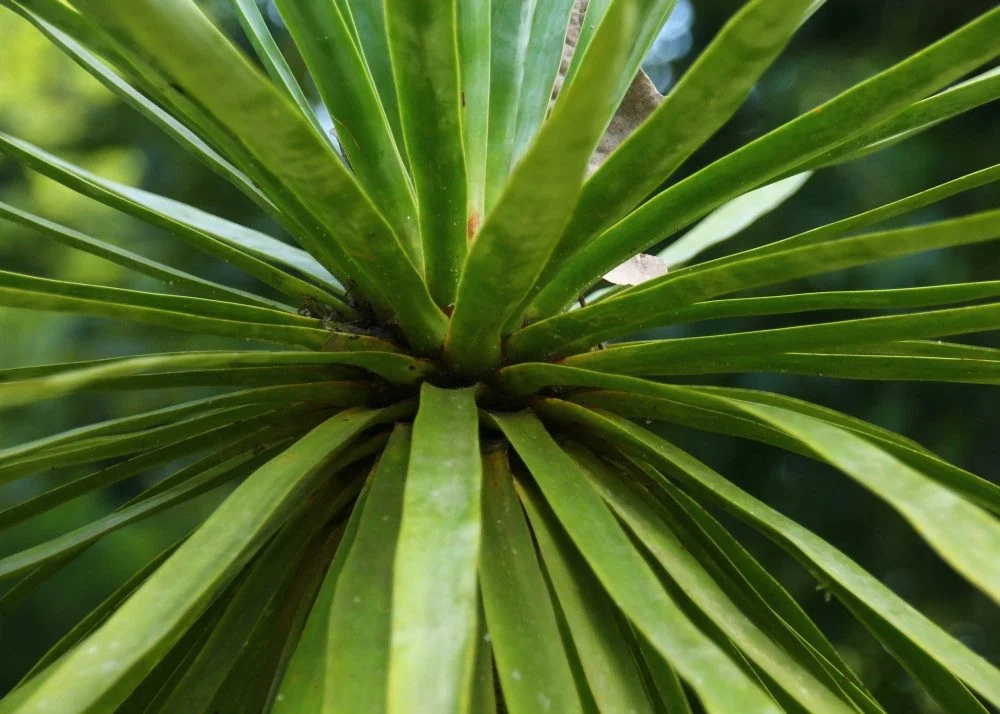 SAFLAX Drachenbaum Dracaena Blumensamen