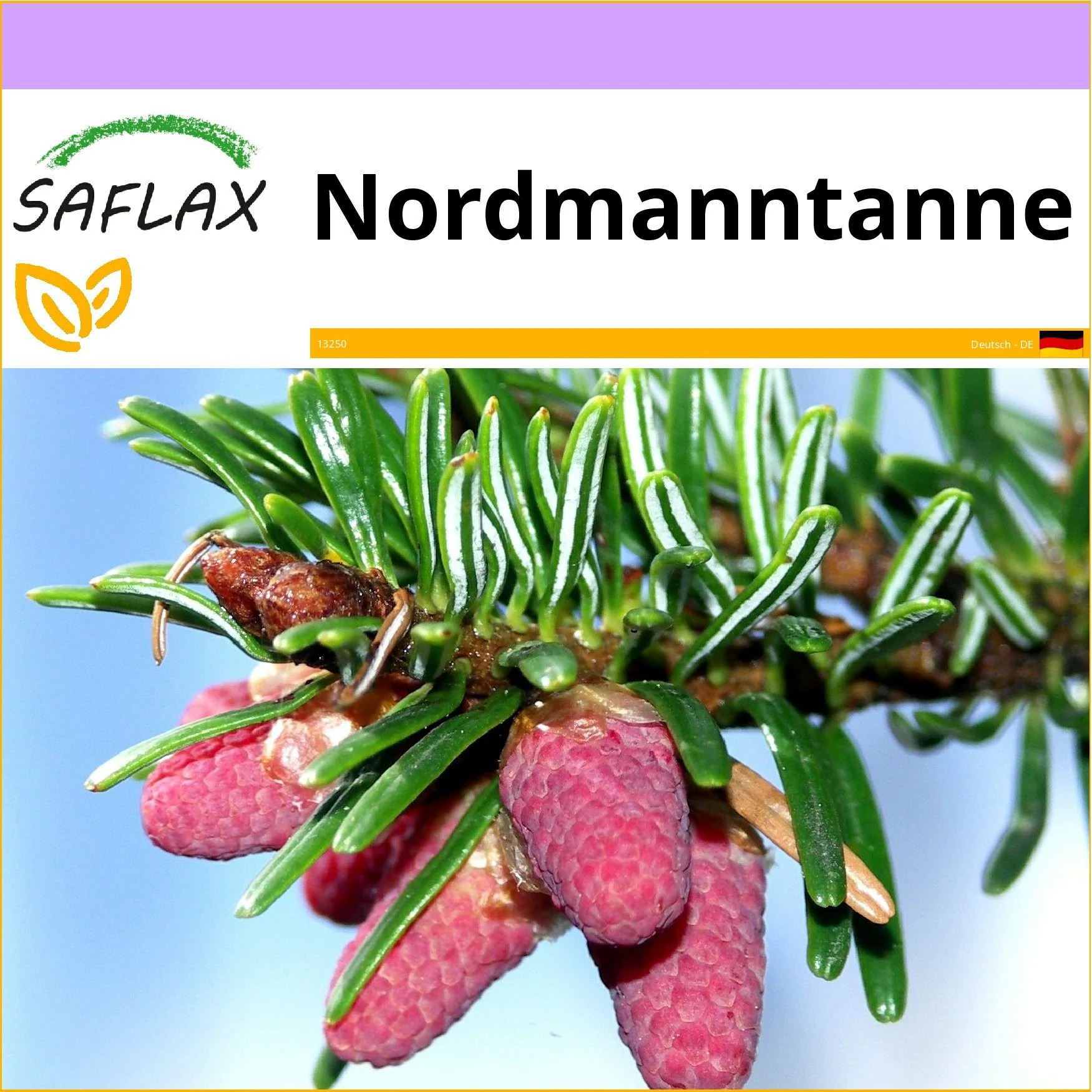 SAFLAX Samen Nordmanntanne Abies nordmanniana