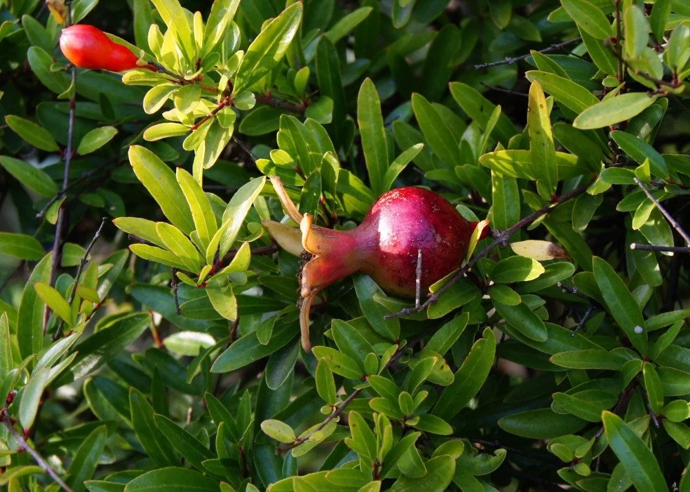 SAFLAX Zwerggranatapfel Samen Punica granatum nana