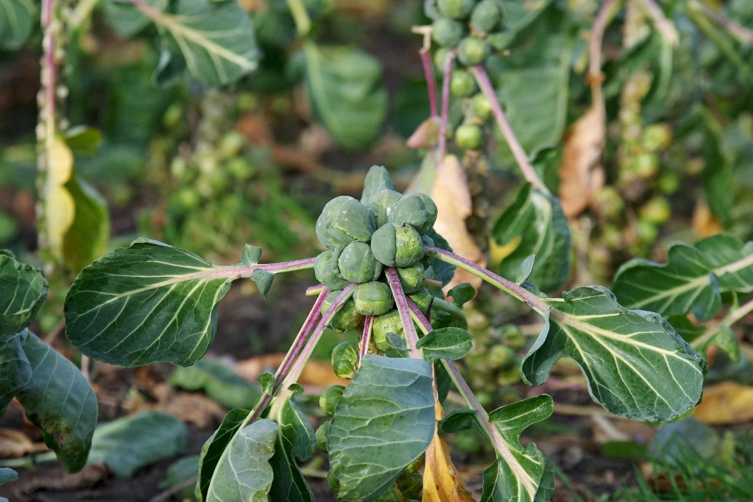 SAFLAX Bio Rosenkohl Gemüsesamen Groninger