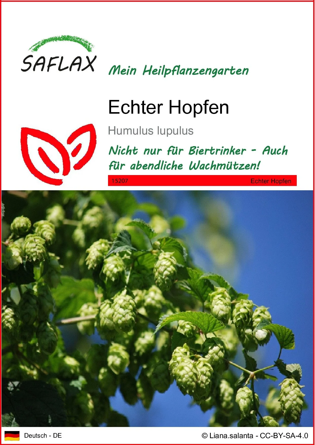 SAFLAX Blumensamen Echter Hopfen Kletterpflanze