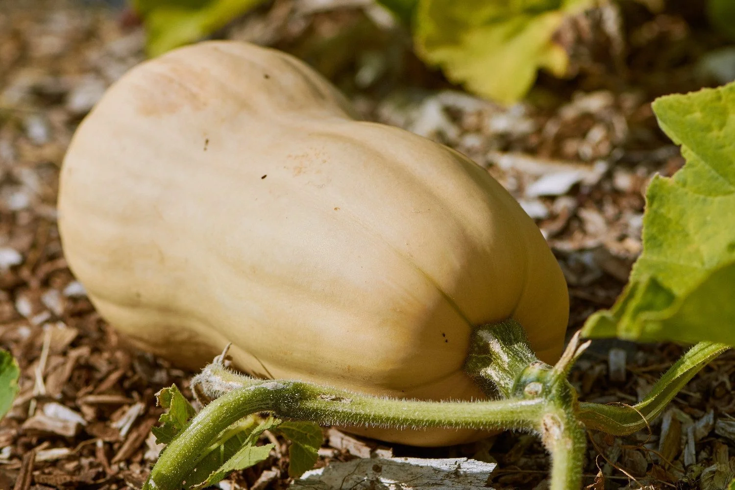 SAFLAX Bio Butternut-Kürbis Gemüsesamen