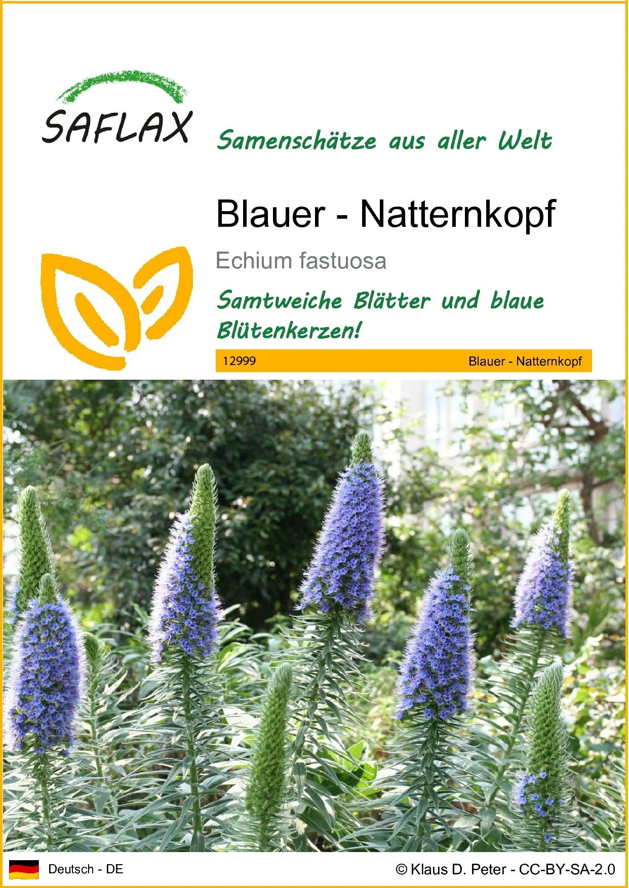 SAFLAX Blauer Natternkopf Samen Echium vulgare