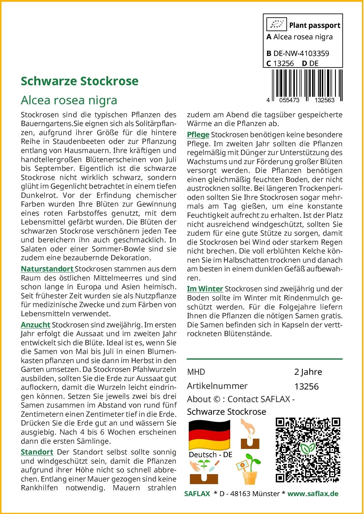 SAFLAX Schwarze Stockrose Samen Blumensamen