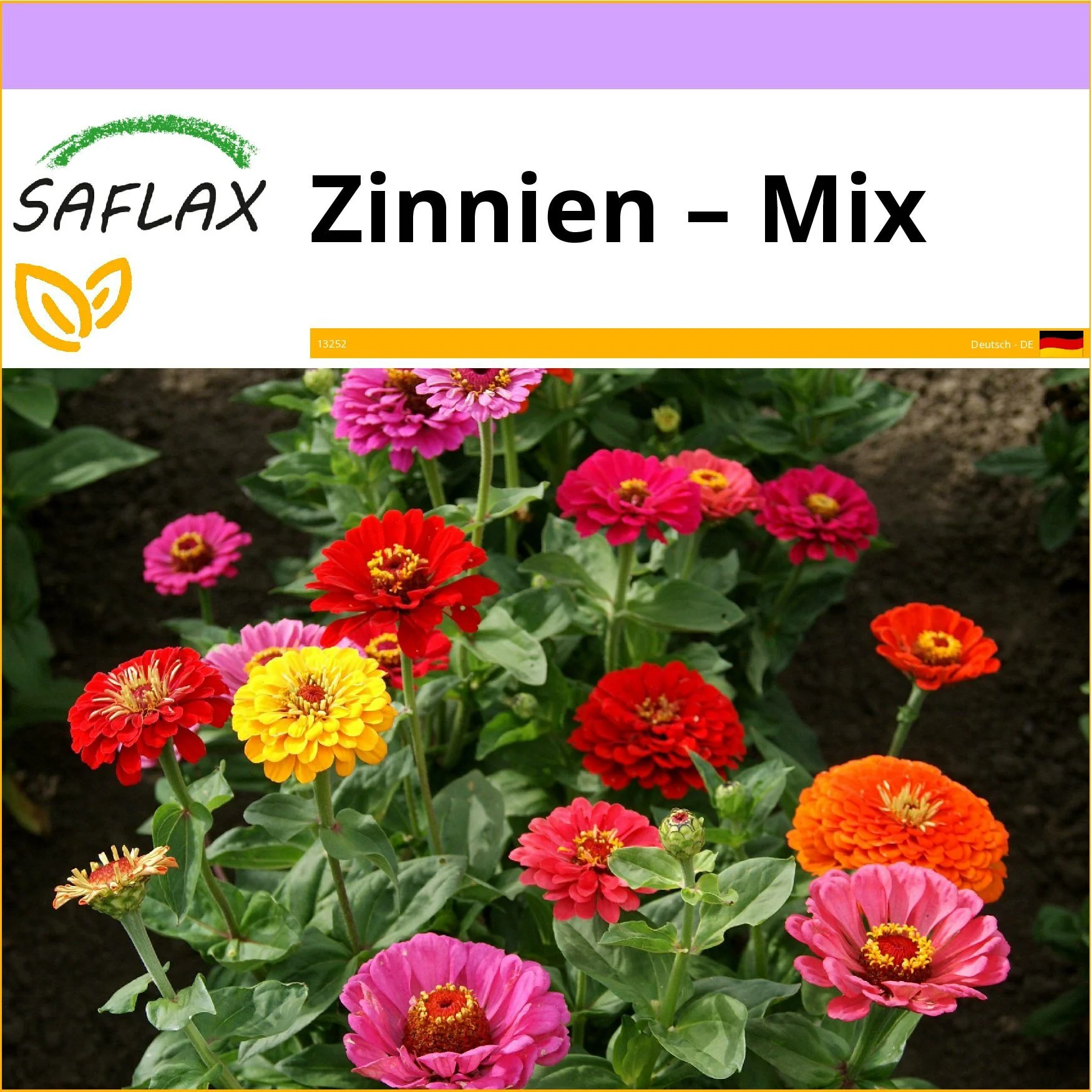 SAFLAX Zinnien Blumensamen Mix