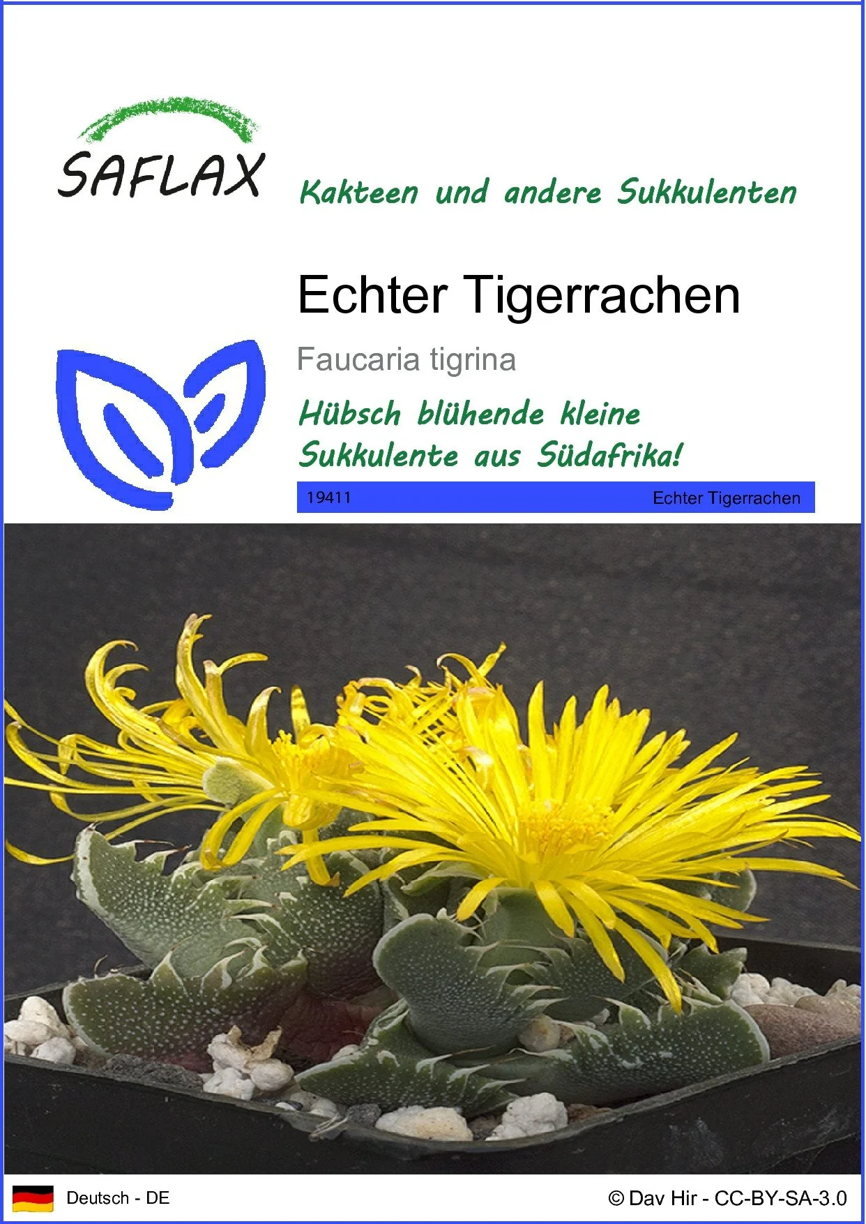 SAFLAX Blumensamen Echter Tigerrachen Saatgut