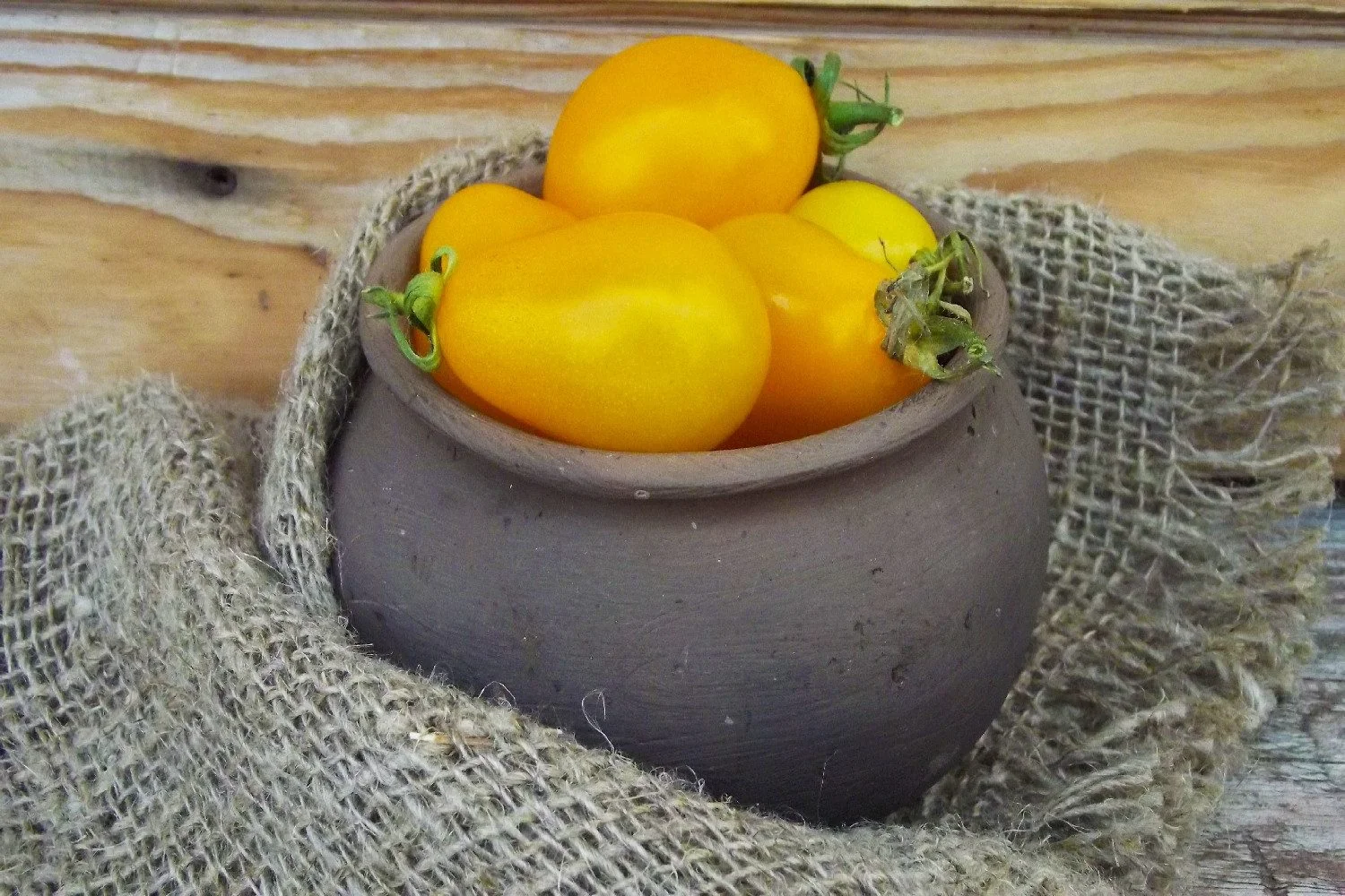 SAFLAX Bio Tomatensamen Yellow Submarine