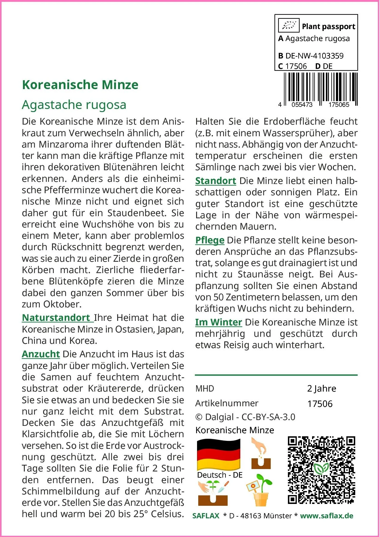 SAFLAX Kräutersamen Koreanische Minze