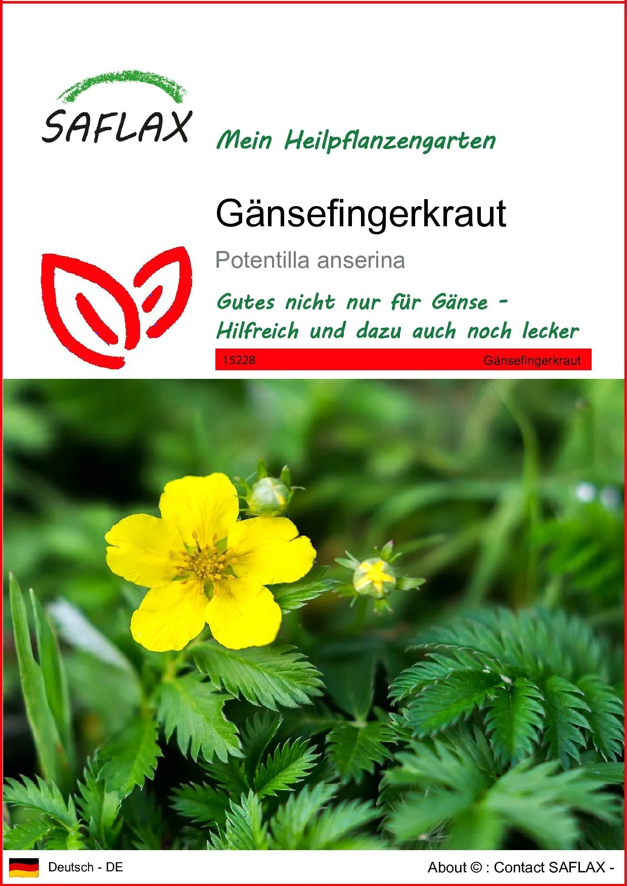 SAFLAX Gänsefingerkraut Blumensamen