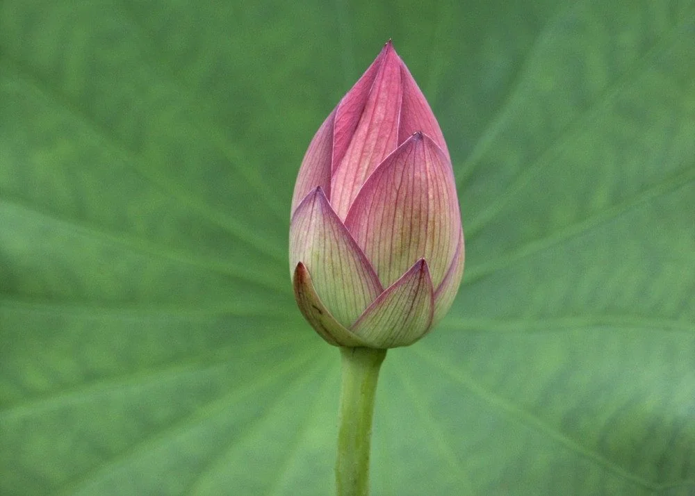 SAFLAX Blumensamen Indische Lotusblume