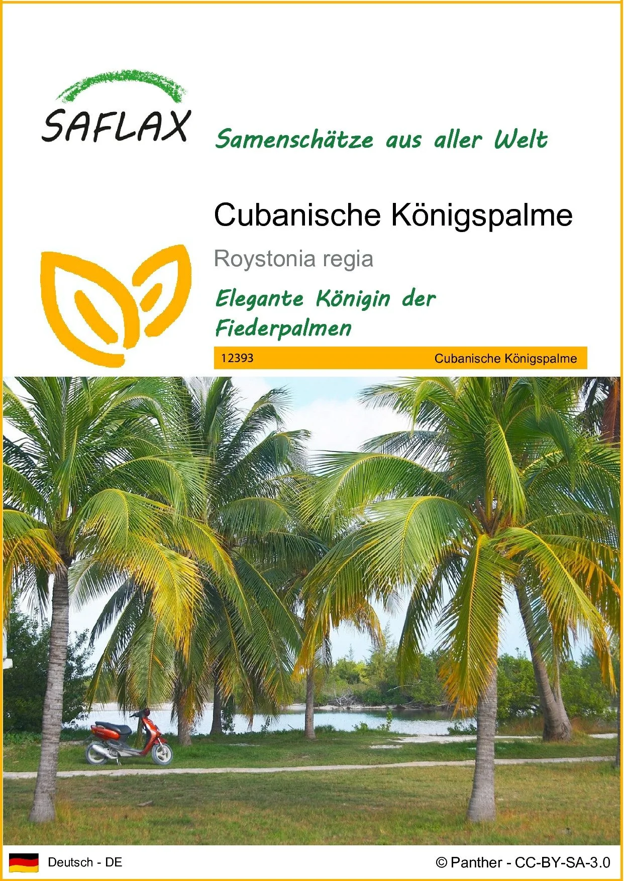 SAFLAX Blumensamen Cubanische Königspalme