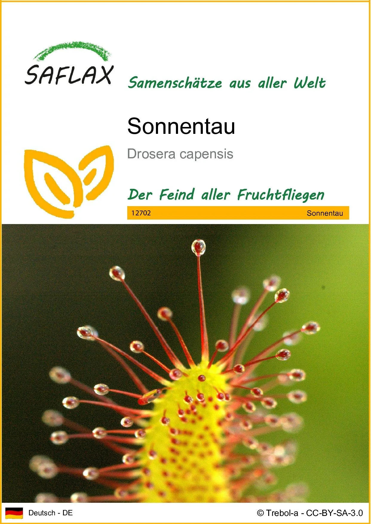 SAFLAX Sonnentau Saatgut fleischfressende Pflanze