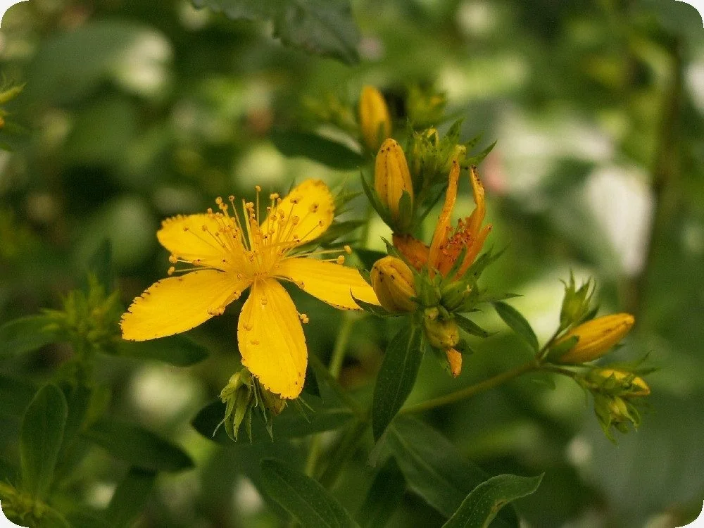 SAFLAX Johanniskraut Samen Blumensamen