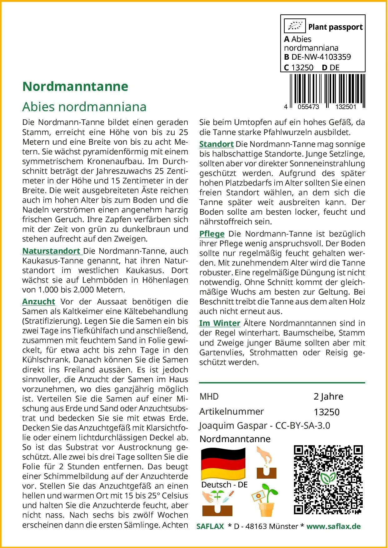 SAFLAX Samen Nordmanntanne Abies nordmanniana