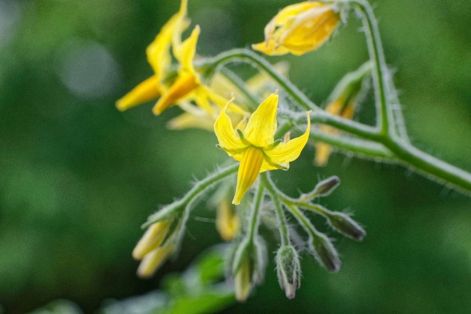 SAFLAX Bio Tomatensamen Golden Queen