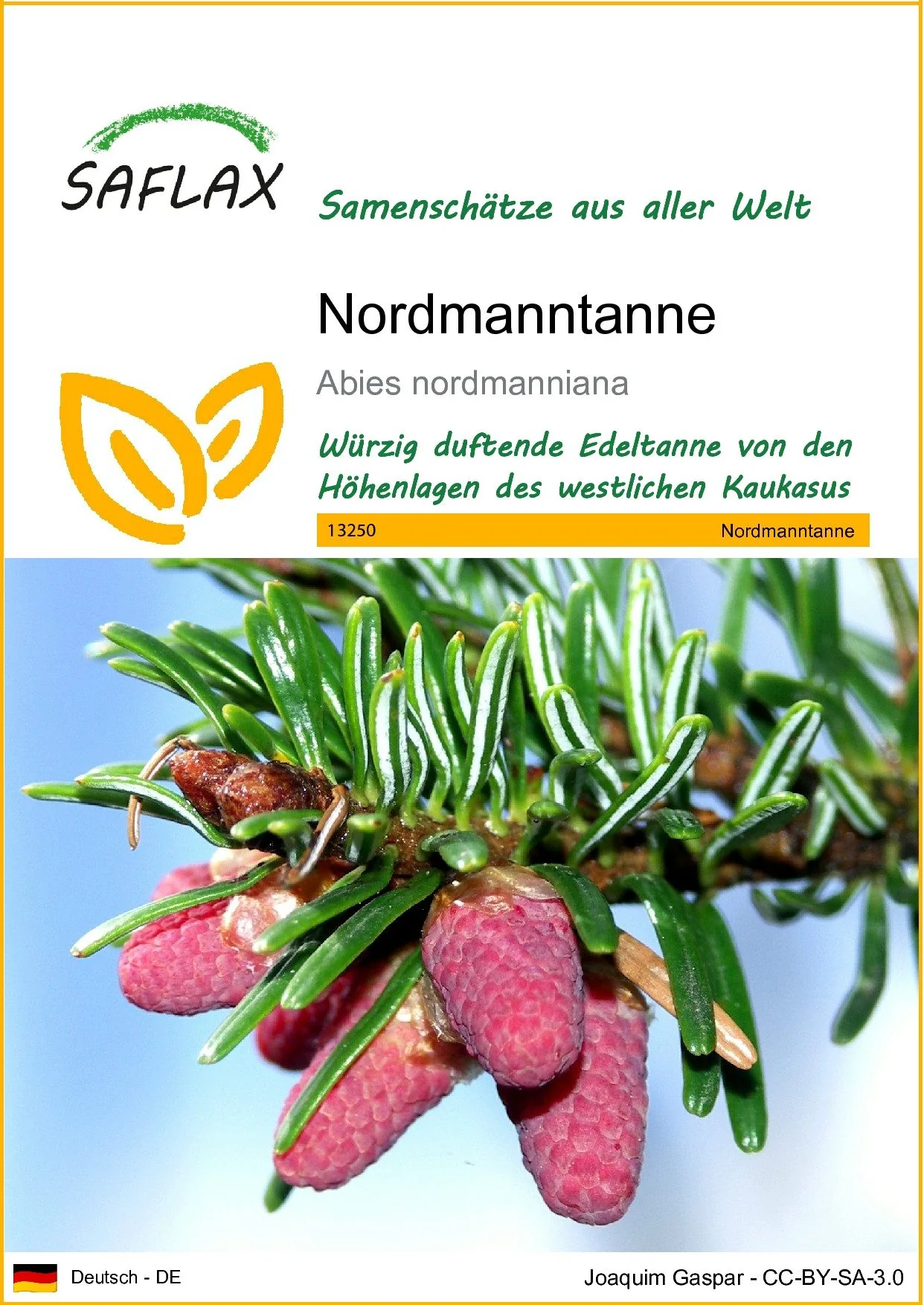 SAFLAX Samen Nordmanntanne Abies nordmanniana