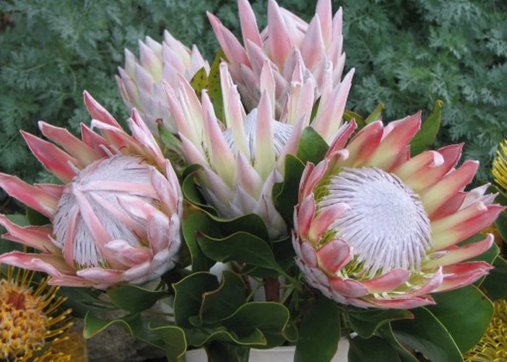 SAFLAX Blumensamen Königsprotea Protea cynaroides