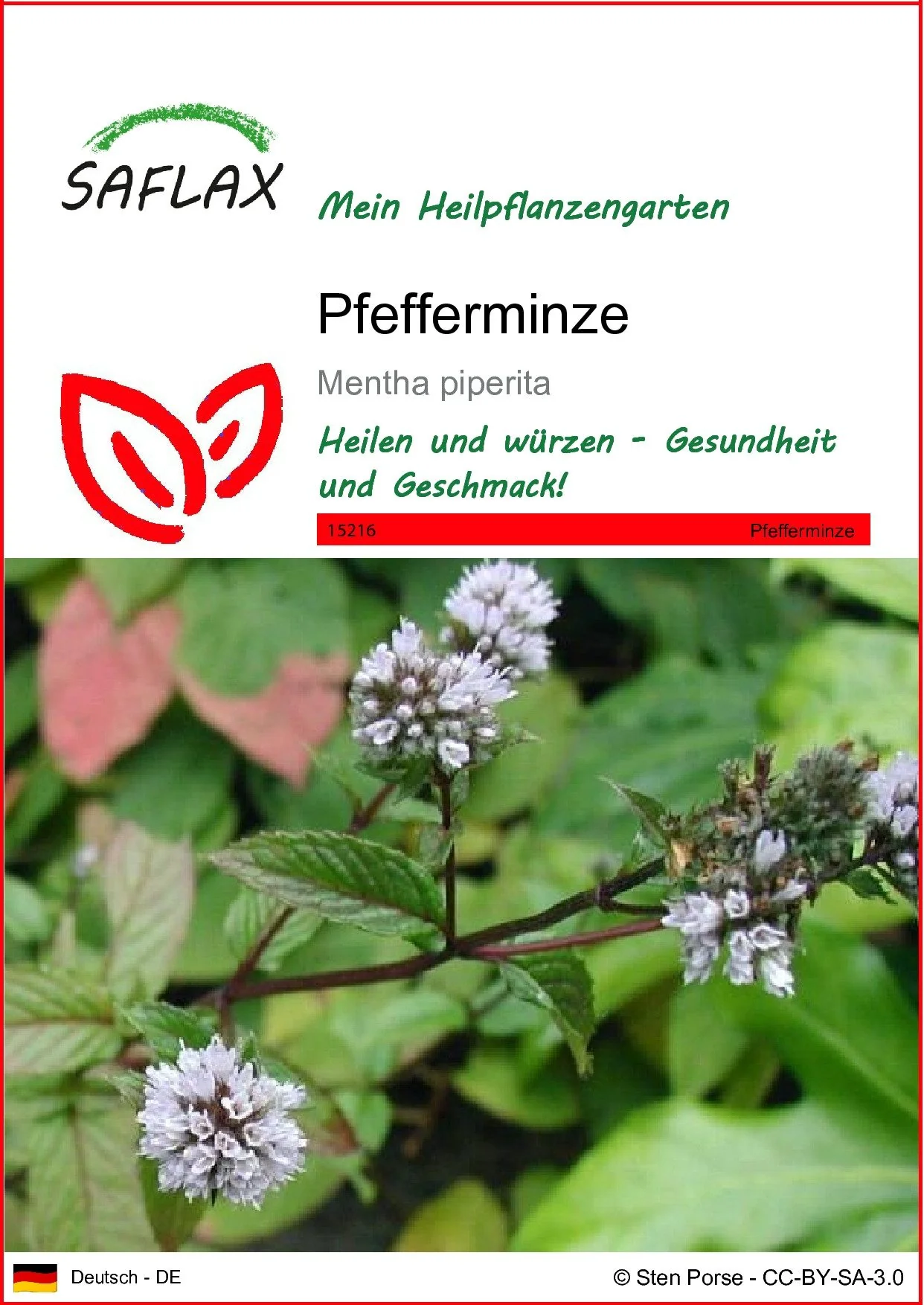 SAFLAX Pfefferminze Saatgut Kräutersamen