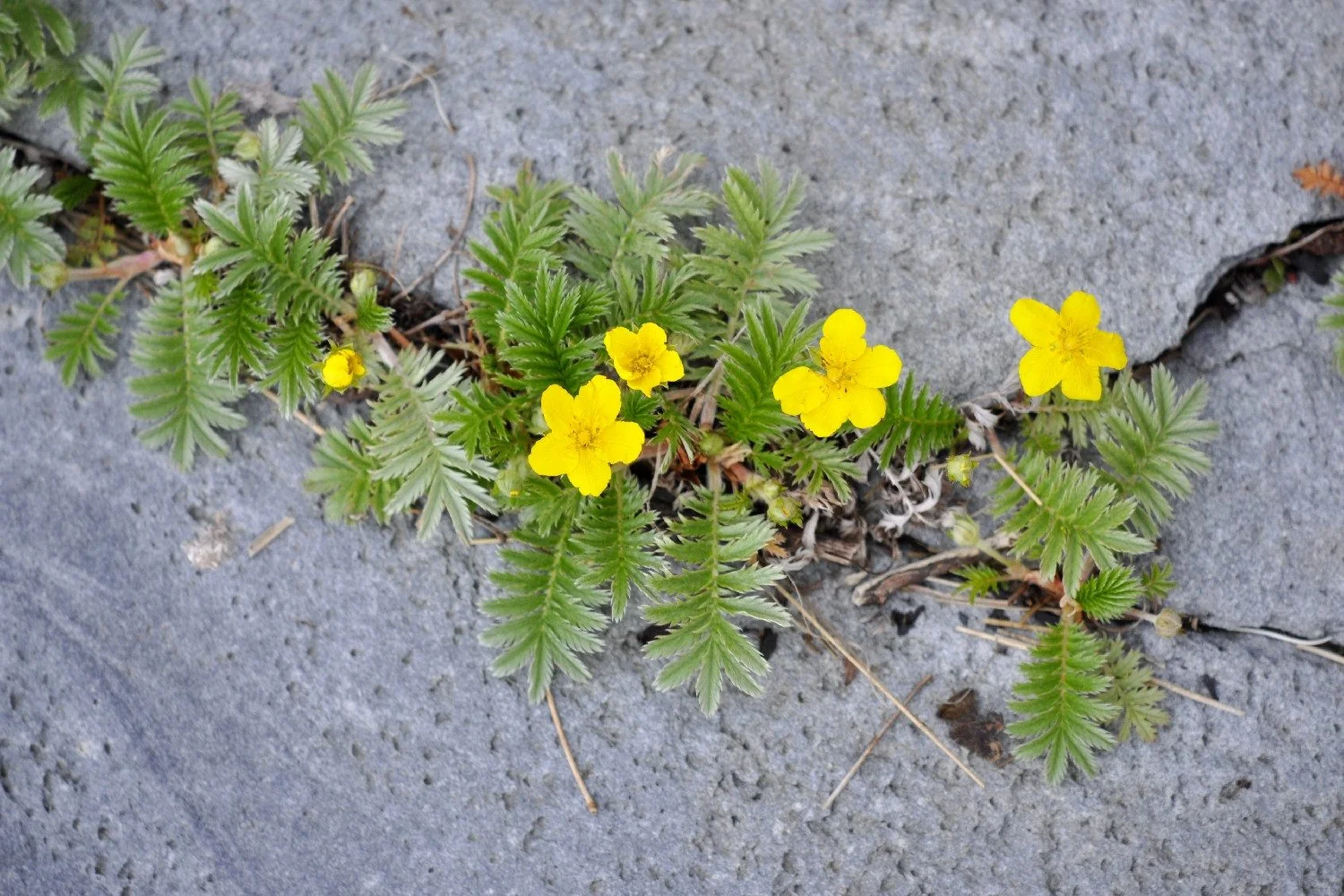 SAFLAX Gänsefingerkraut Blumensamen