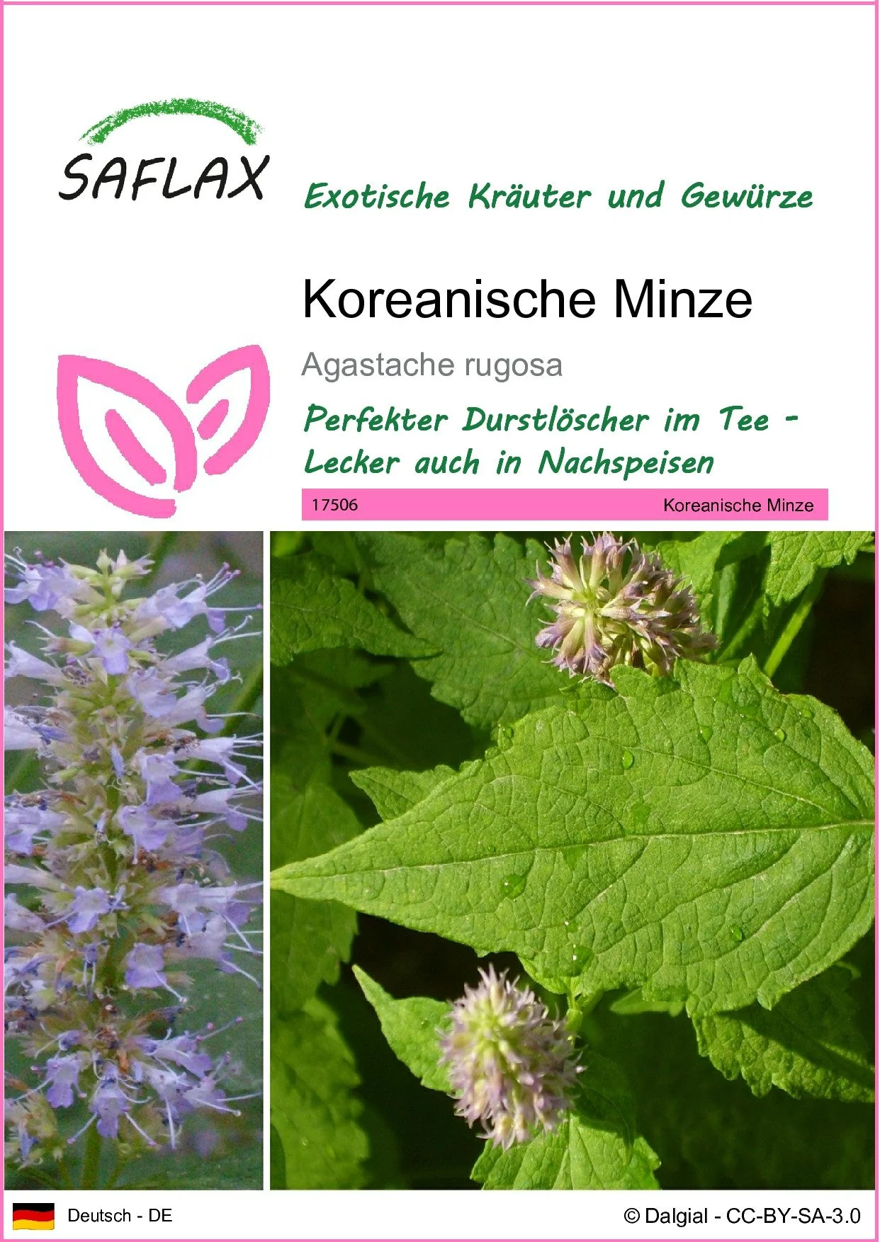 SAFLAX Kräutersamen Koreanische Minze