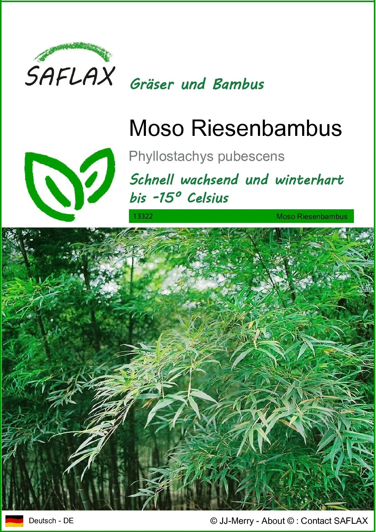 SAFLAX Bambussamen Moso Riesenbambus