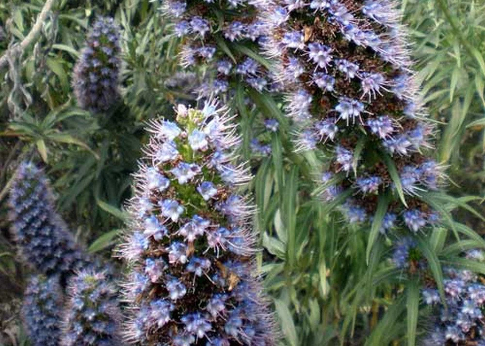 SAFLAX Blauer Natternkopf Samen Echium vulgare