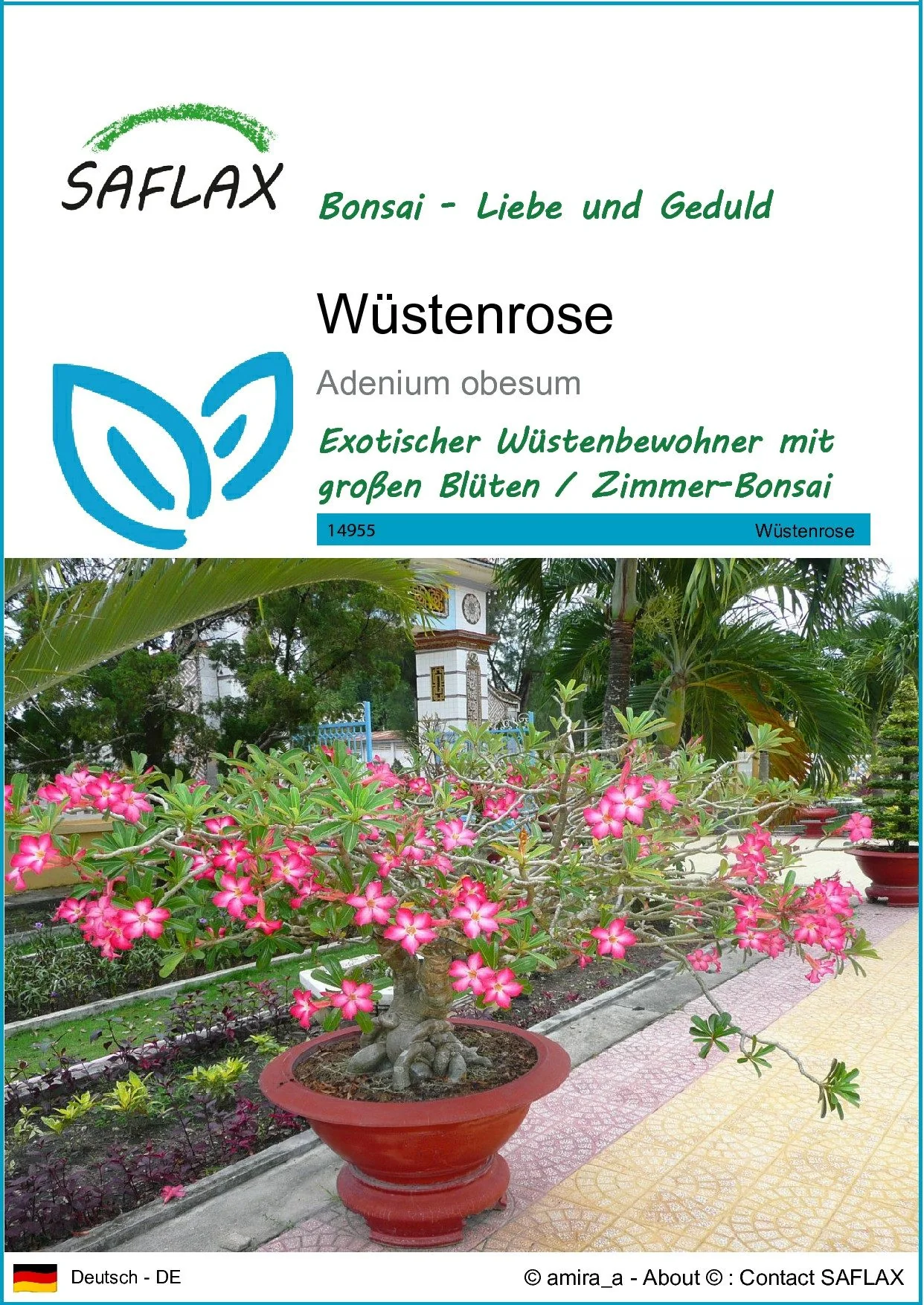 SAFLAX Blumensamen Wüstenrose Adenium obesum