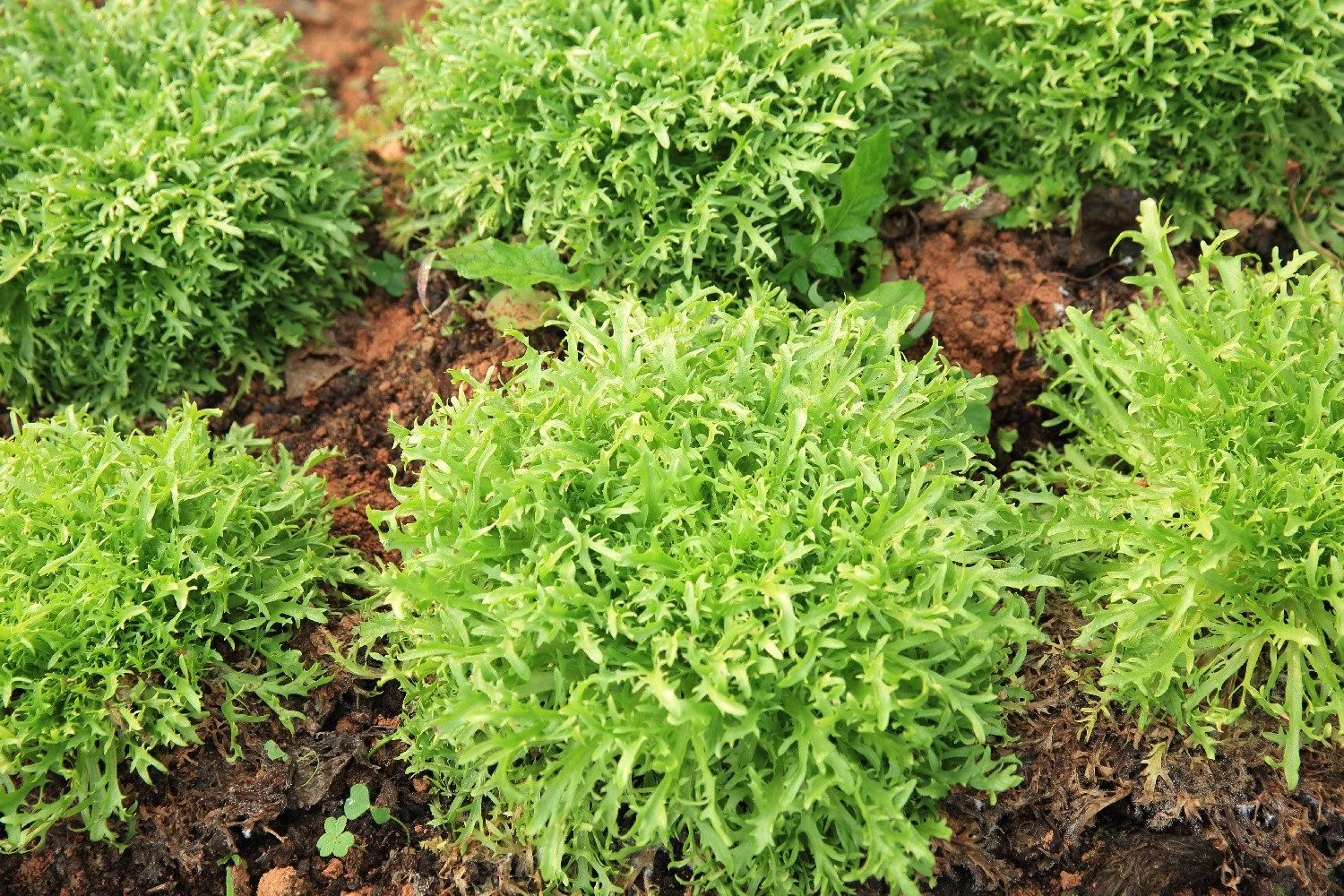SAFLAX Bio Rucola Gemüsesamen