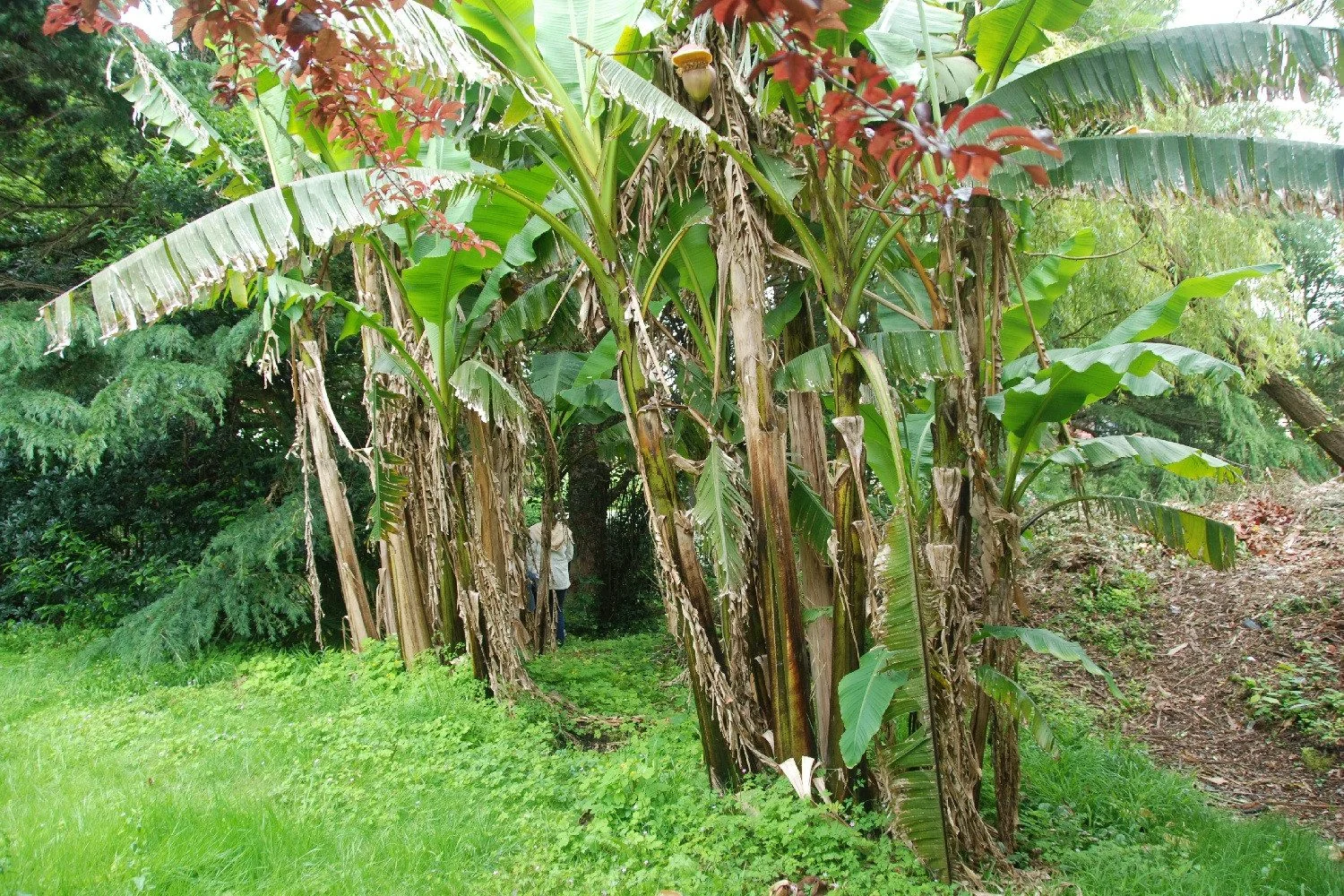 SAFLAX Samen Große Essbanane Musa Bananenpflanze
