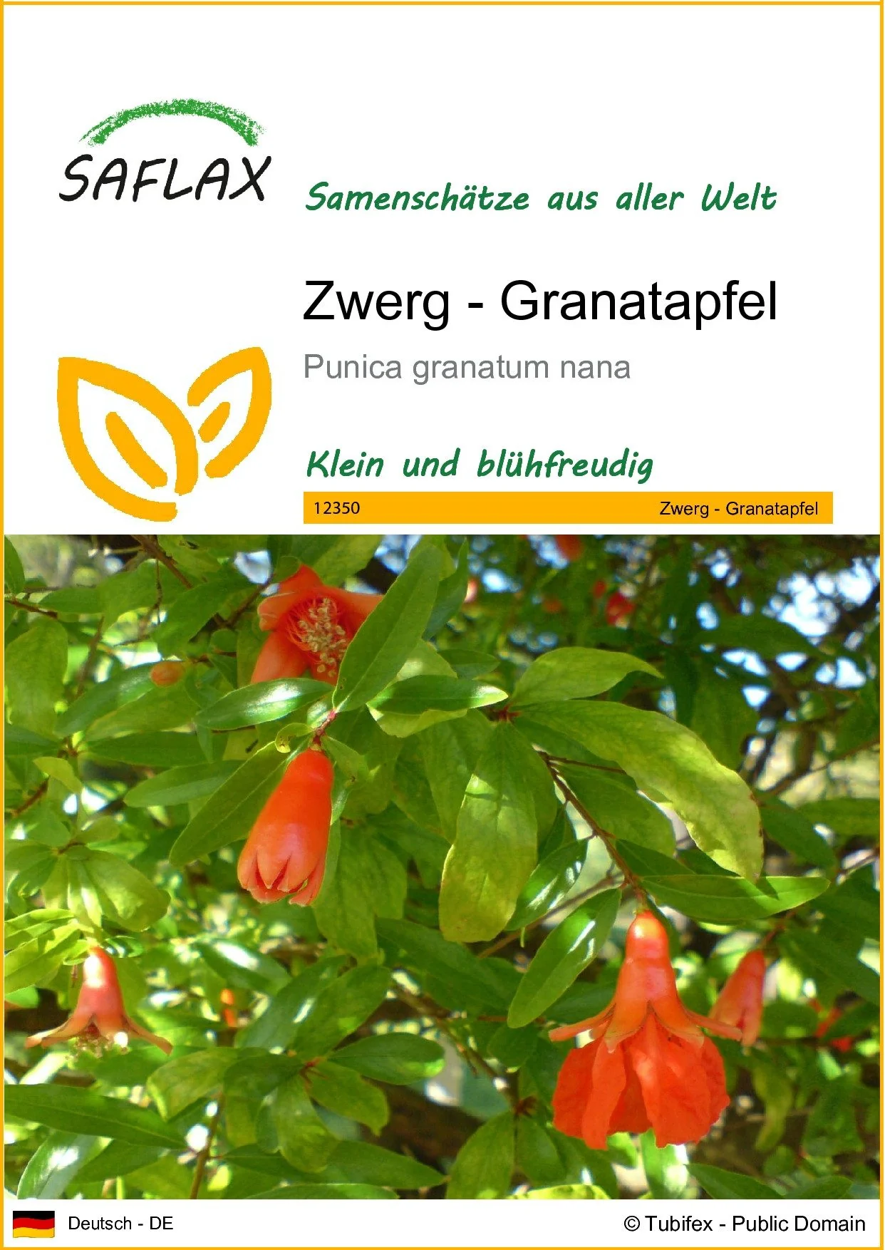 SAFLAX Zwerggranatapfel Samen Punica granatum nana