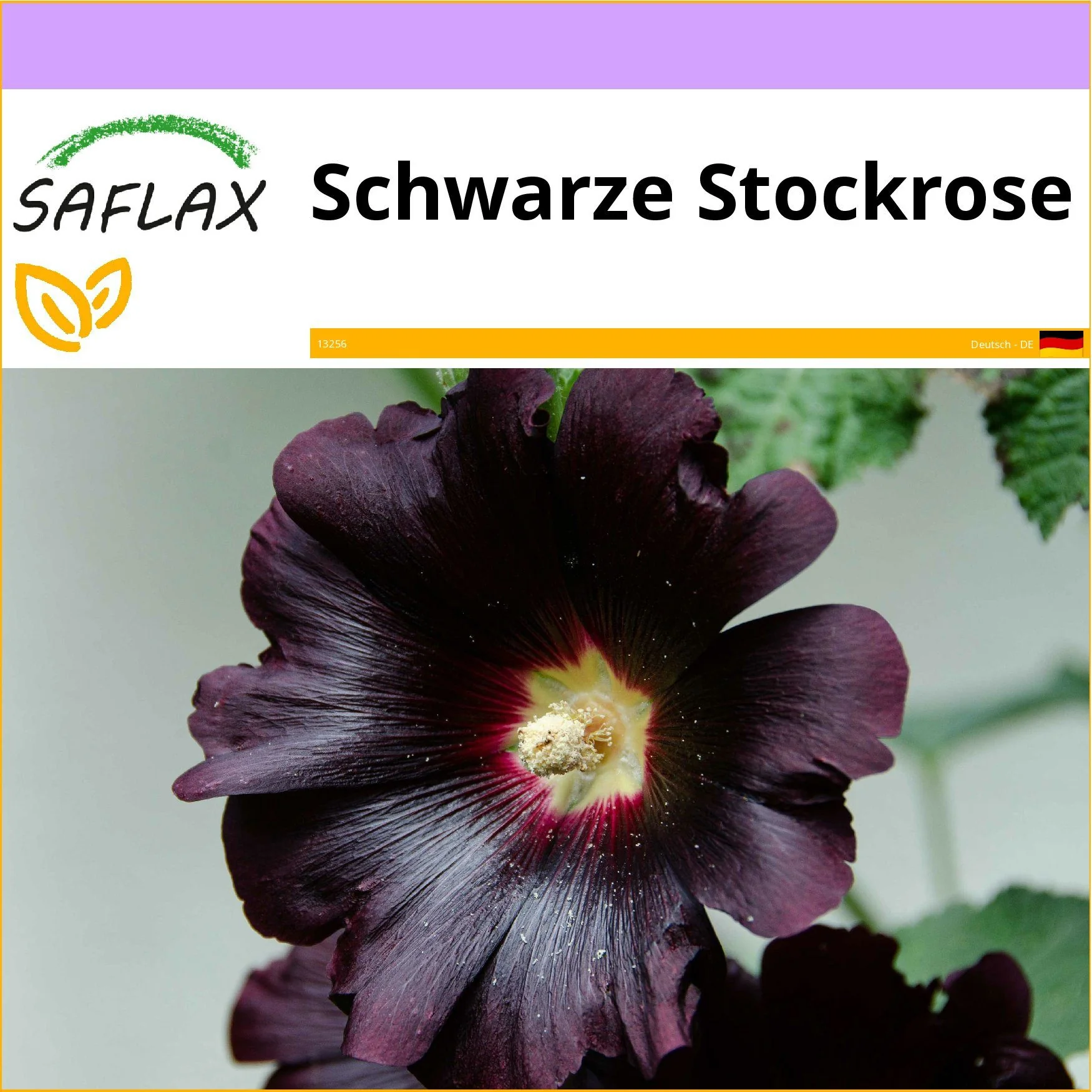 SAFLAX Schwarze Stockrose Samen Blumensamen