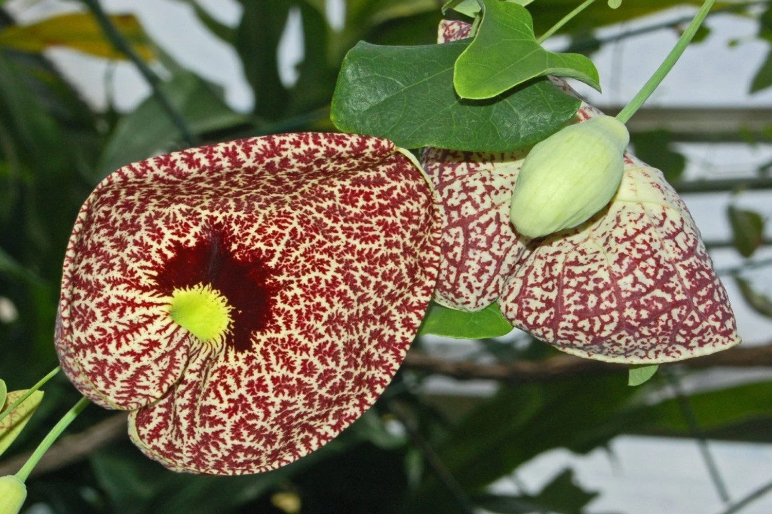 SAFLAX Gespensterpflanze Blumensamen