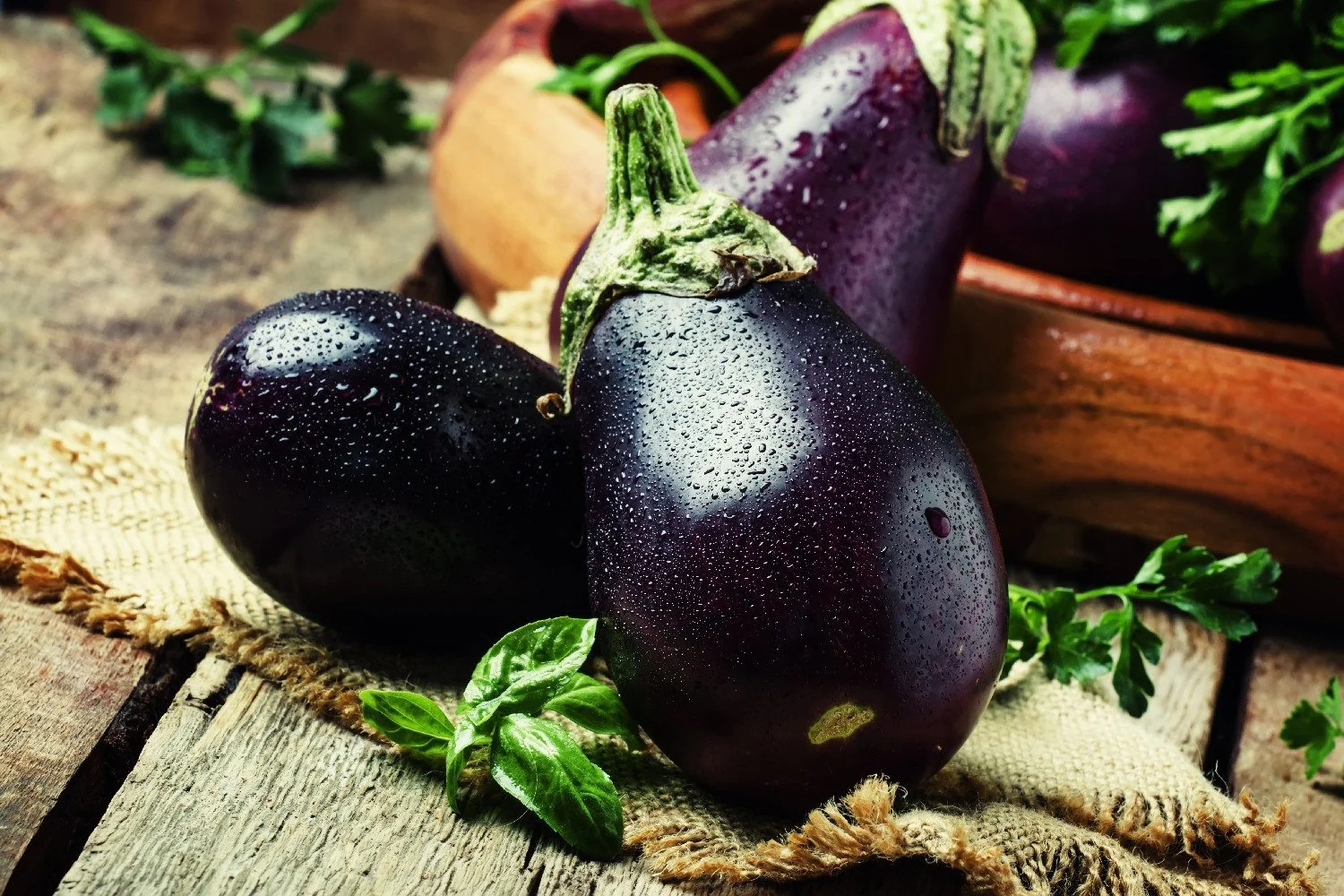 SAFLAX Bio Aubergine Black Beauty Saatgut Gemüsesamen