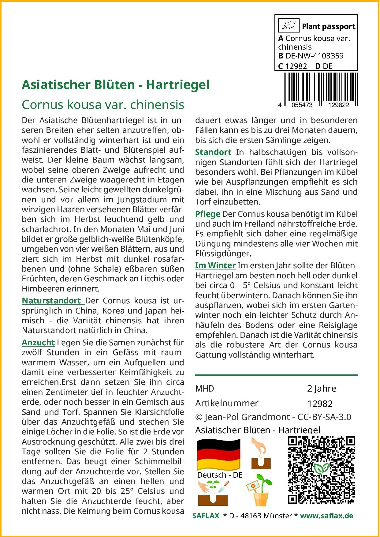 SAFLAX Blumensamen Asiatischer Blütenhartriegel
