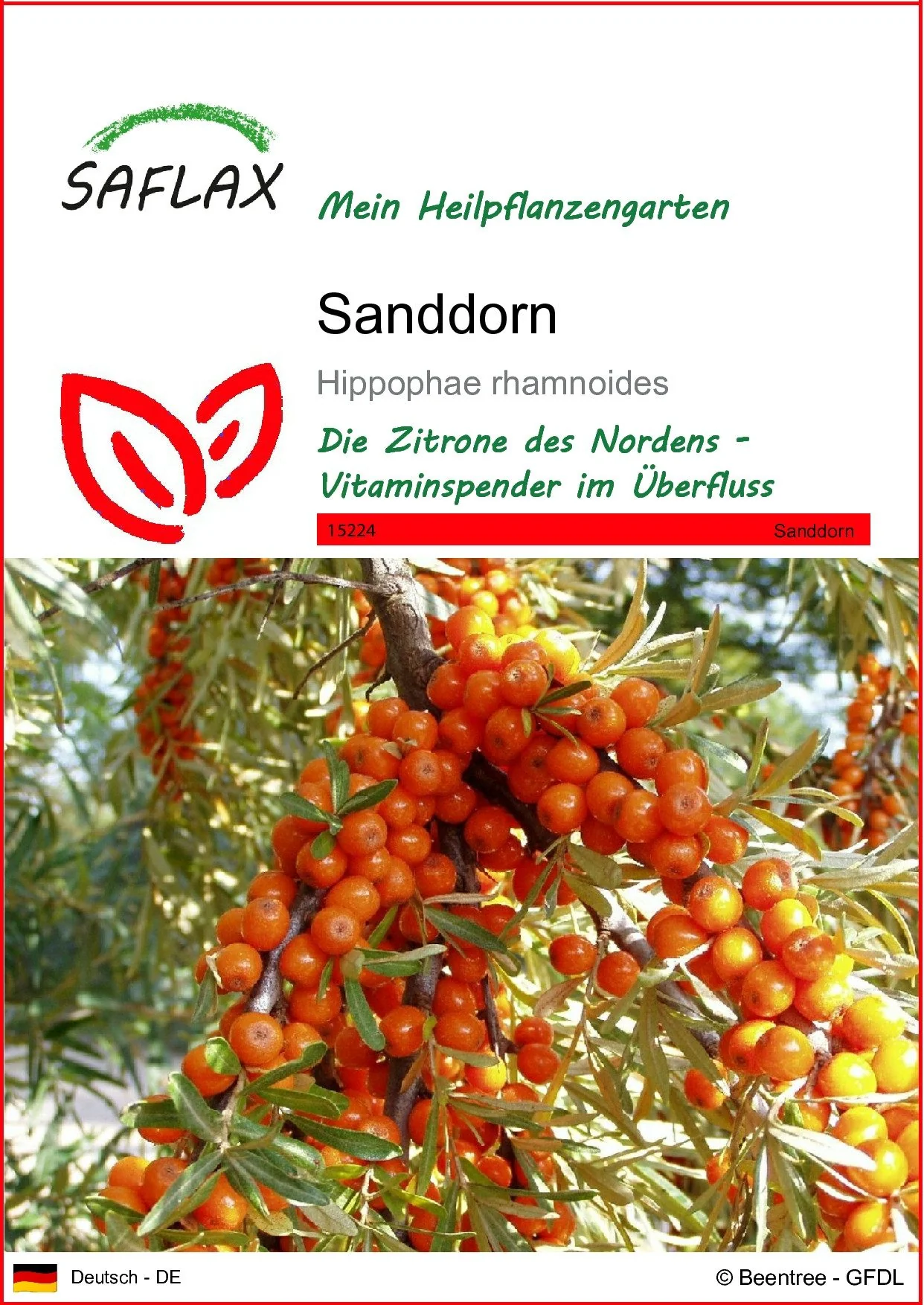 SAFLAX Sanddorn Samen Hippophae rhamnoides Saatgut