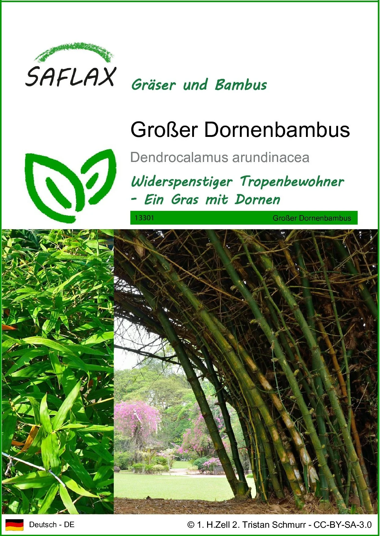 SAFLAX Samen Großer Dornenbambus Bambussamen