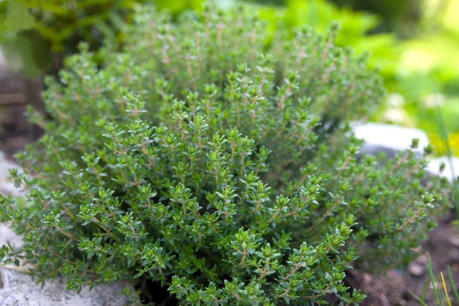 SAFLAX Bio Thymian Kräutersamen